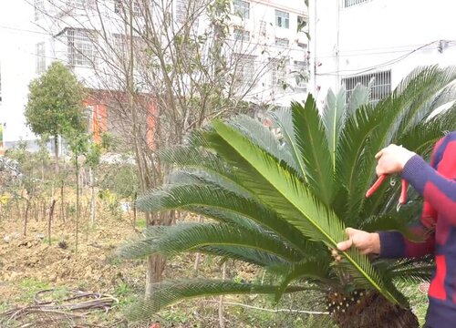 铁树什么时候剪枝最好