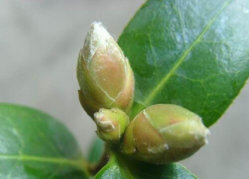 茶花哪些芽需要及时剪掉"