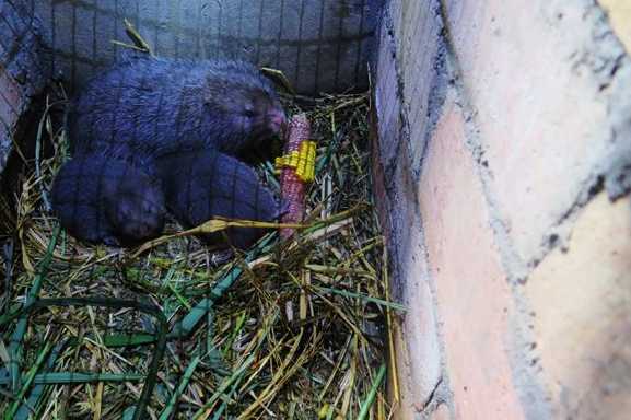 新兴竹鼠养殖落户大山农户家"