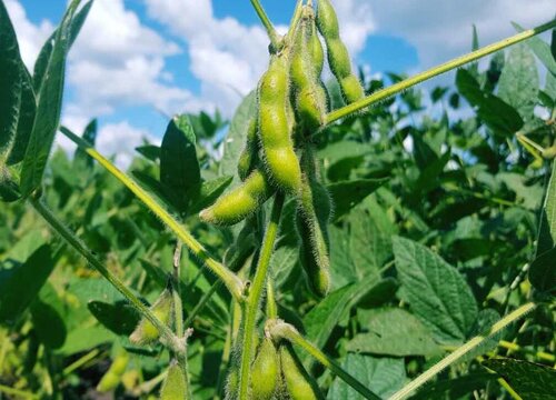 黄豆种植时间和收获时间"