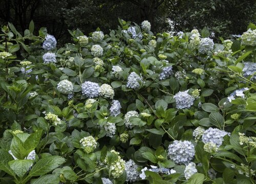 绣球花夏天可以换盆吗