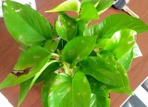 绿萝喜阳还是喜阴植物