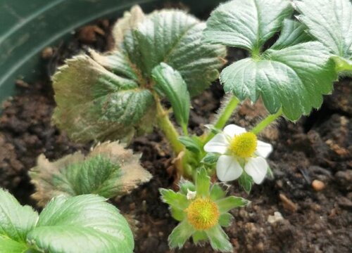 草莓种植时间和收获时间"