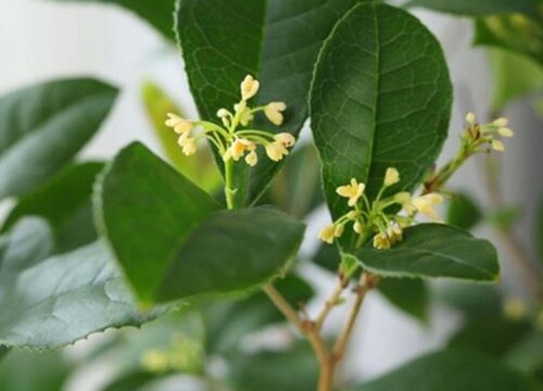 桂花种子的种植方法和时间 栽种时间及方式方法