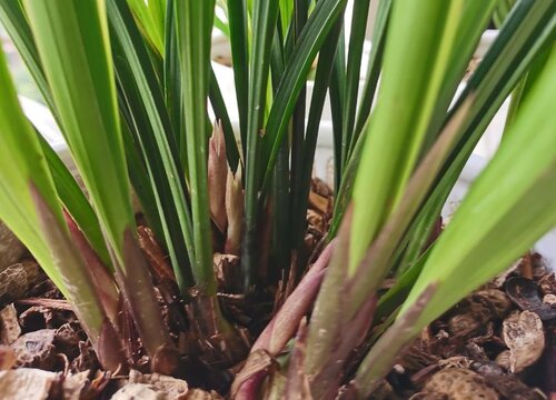 如何给兰花分株不伤根