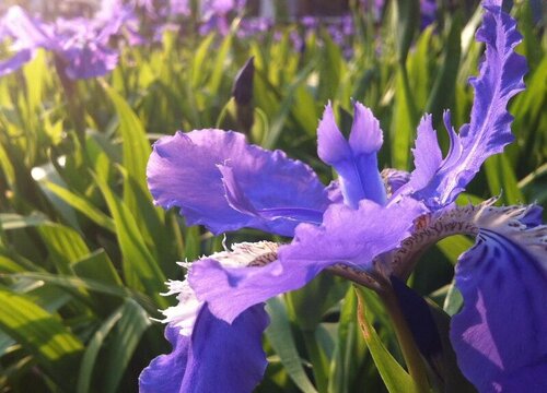 鸢尾花花期几天