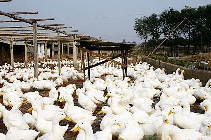 肉鸭的消化生理特征"