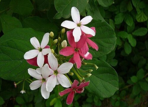 使君子什么时候开花 一年开几次花