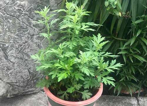 艾草几月份种植最好 在什么季节种植好