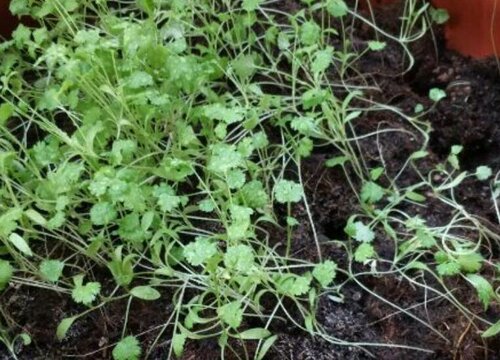 香菜几月份种植最好 什么时候种合适