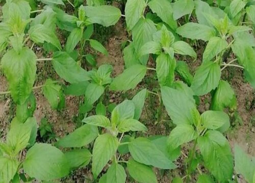 芝麻的种植时间和收获时间