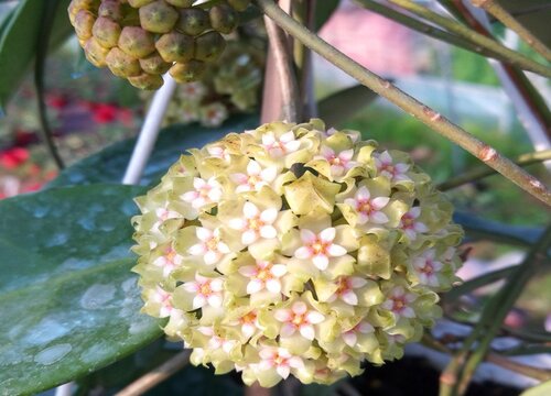 球兰花期多长时间 开花多久凋谢