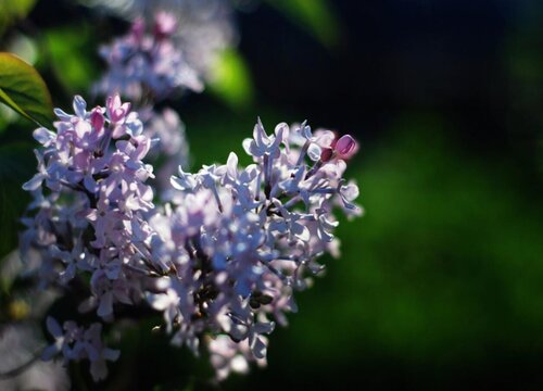 丁香花什么颜色与样子 6大种类丁香花大全（图片）