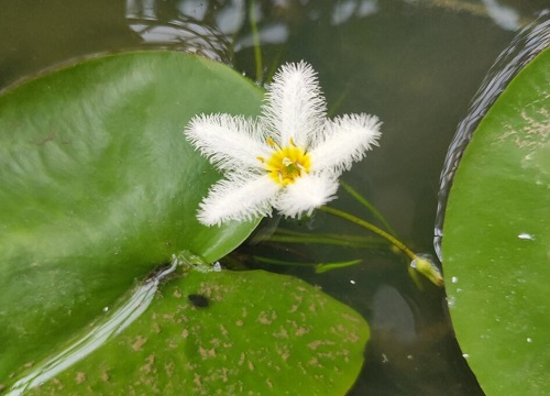 一叶莲开花后怎么处理 开完花要剪花茎吗