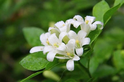 夜来香几月份开花