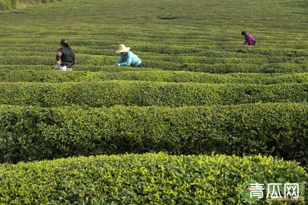 绿茶的制作工艺和初加工技术要领"