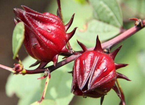 洛神花和玫瑰茄一样吗 长什么样（图片）