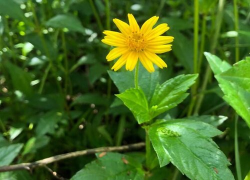 蟛蜞菊是藤本植物吗