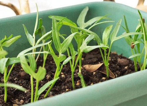 空心菜几天发芽出苗 播种后多久发芽