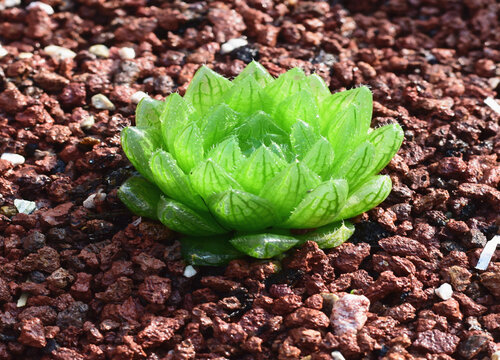 玉露夏天可以换盆吗 最佳换盆季节（注意事项）