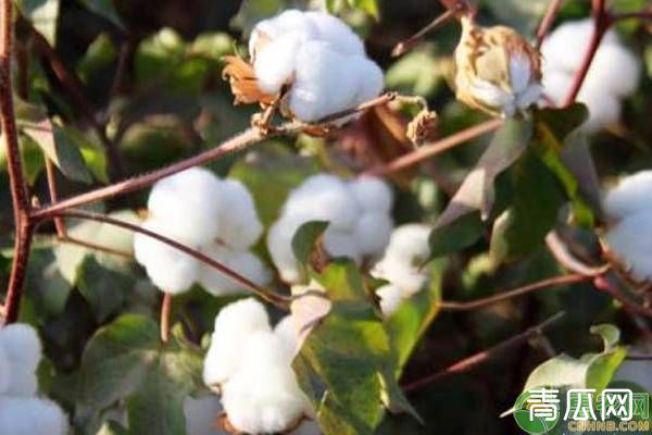 新疆棉花机械化种植技术要点"