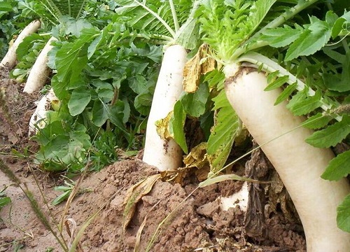 大白萝卜种植时间和方法"