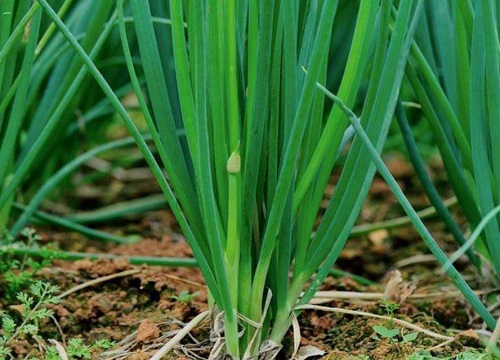 四季葱的种植方法和时间 几月份种最合适