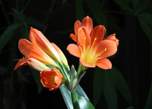 用什么植料养护君子兰可以促进开花"