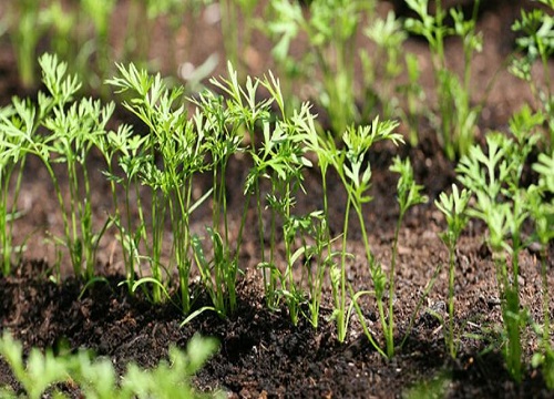 胡萝卜种植时间和收获时间"