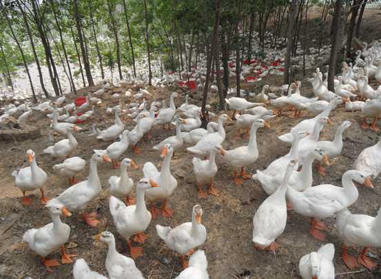 当前肉鸭养殖过程中的一些注意事项"