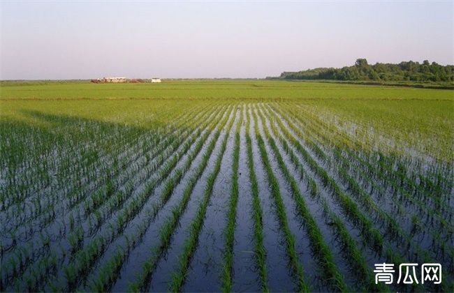 水稻浮肥现象是什么原因导致的"