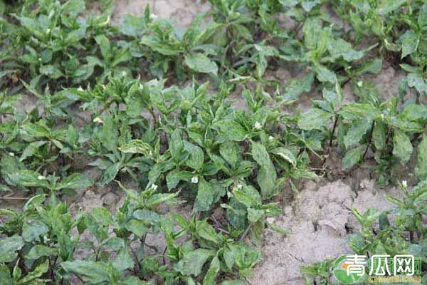 太子参种植技术与栽培管理"