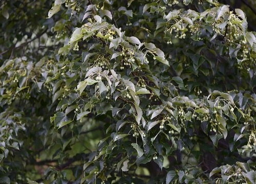 硬叶林代表植物 常绿硬叶林的叶片特点