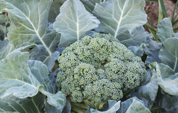 露天西兰花种植时间和方法 什么时候种植好