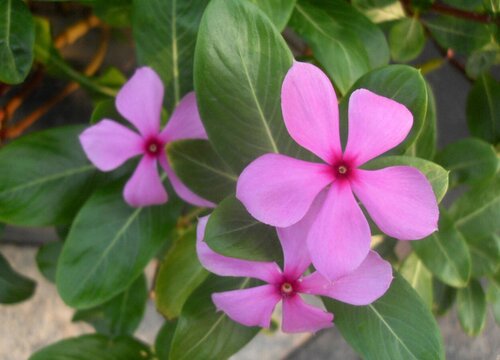 如何养护长春花四季开花