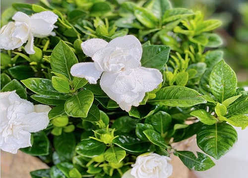 栀子花是什么植物类别"