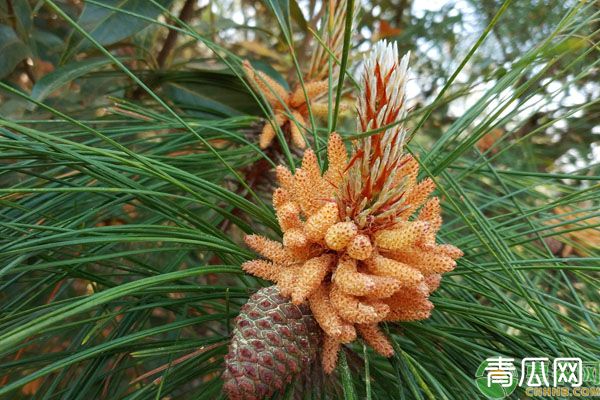 松树会开花吗？松树种植技术"