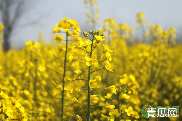 小雪前后油菜的田间管理要点"