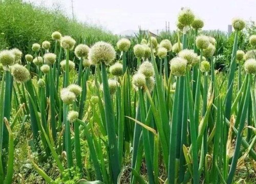 伞形花序代表植物有哪些 常见伞形花序植物品种