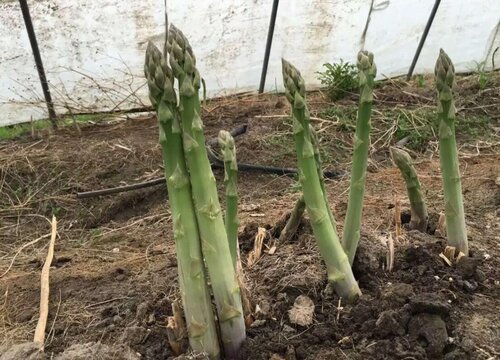 芦笋的种植方法和时间 种植技术及栽培要点