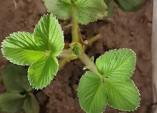 草莓几月份种植最好 什么季节种植合适