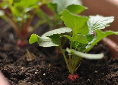 水果萝卜最佳种植时间