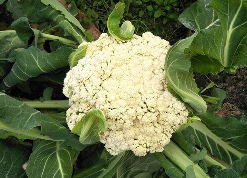 露天花菜种植时间和方法 什么时间种植好