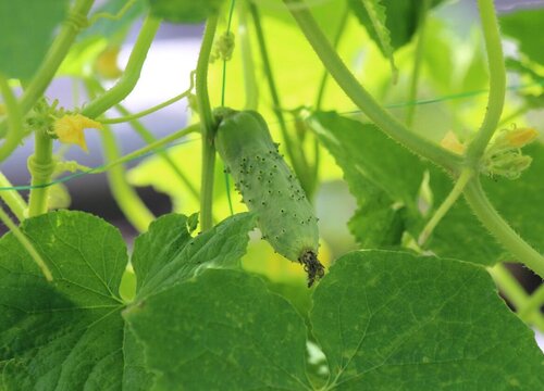 露天黄瓜的种植方法和时间