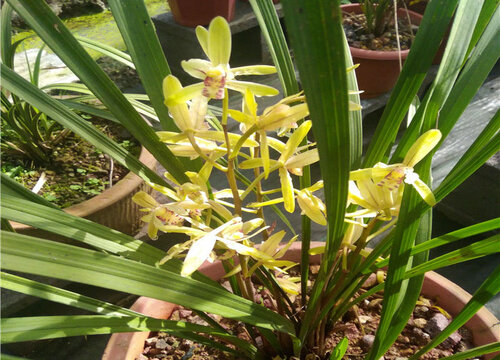 兰花喜水吗 是喜水还是怕水植物