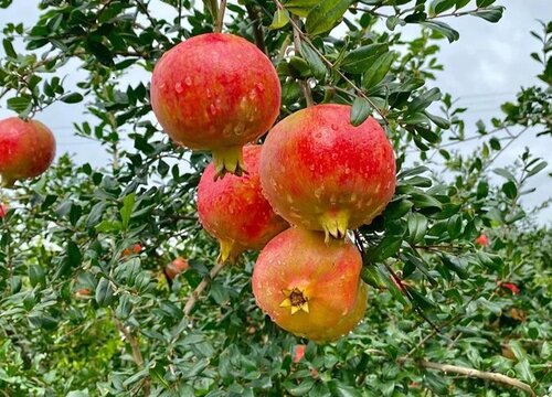 石榴什么季节成熟