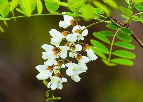 槐花几月份开花