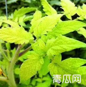 蔬菜“黄头”的原因有哪些？