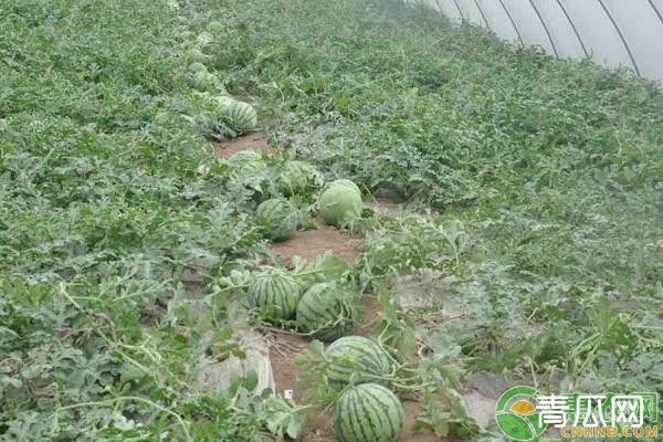 露地西瓜种植管理技术要点"