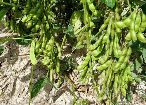 黑豆种植时间和方法"